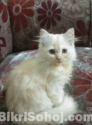 Parsian Cat